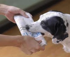 dog_newspaper
